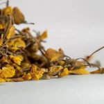 ranawara dried flower ceylon